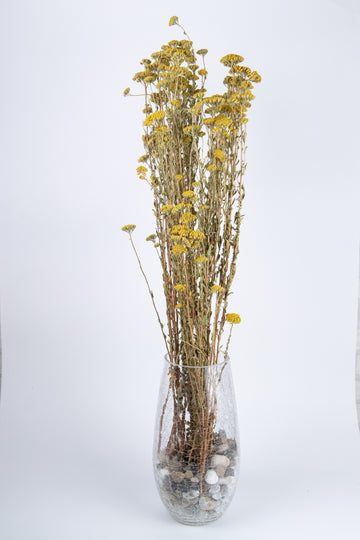 Achillea Silvestre Preservada Natural