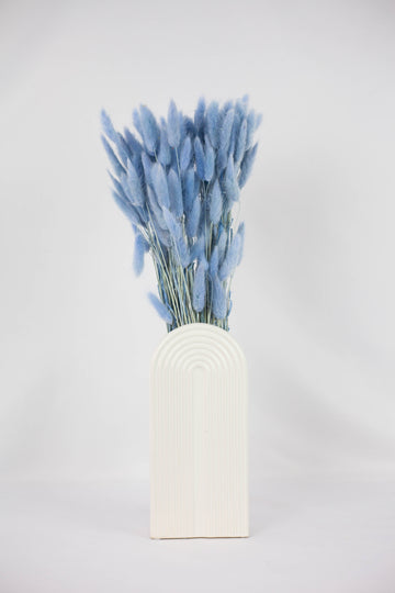 Lagurus Azul