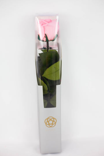 Rosas con tallo Kiara Rosa
