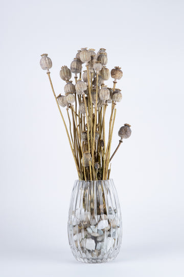 Papaver Preservado Blanco