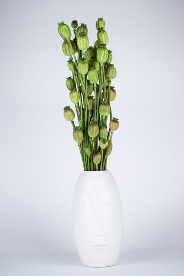 Papaver Preservado Verde