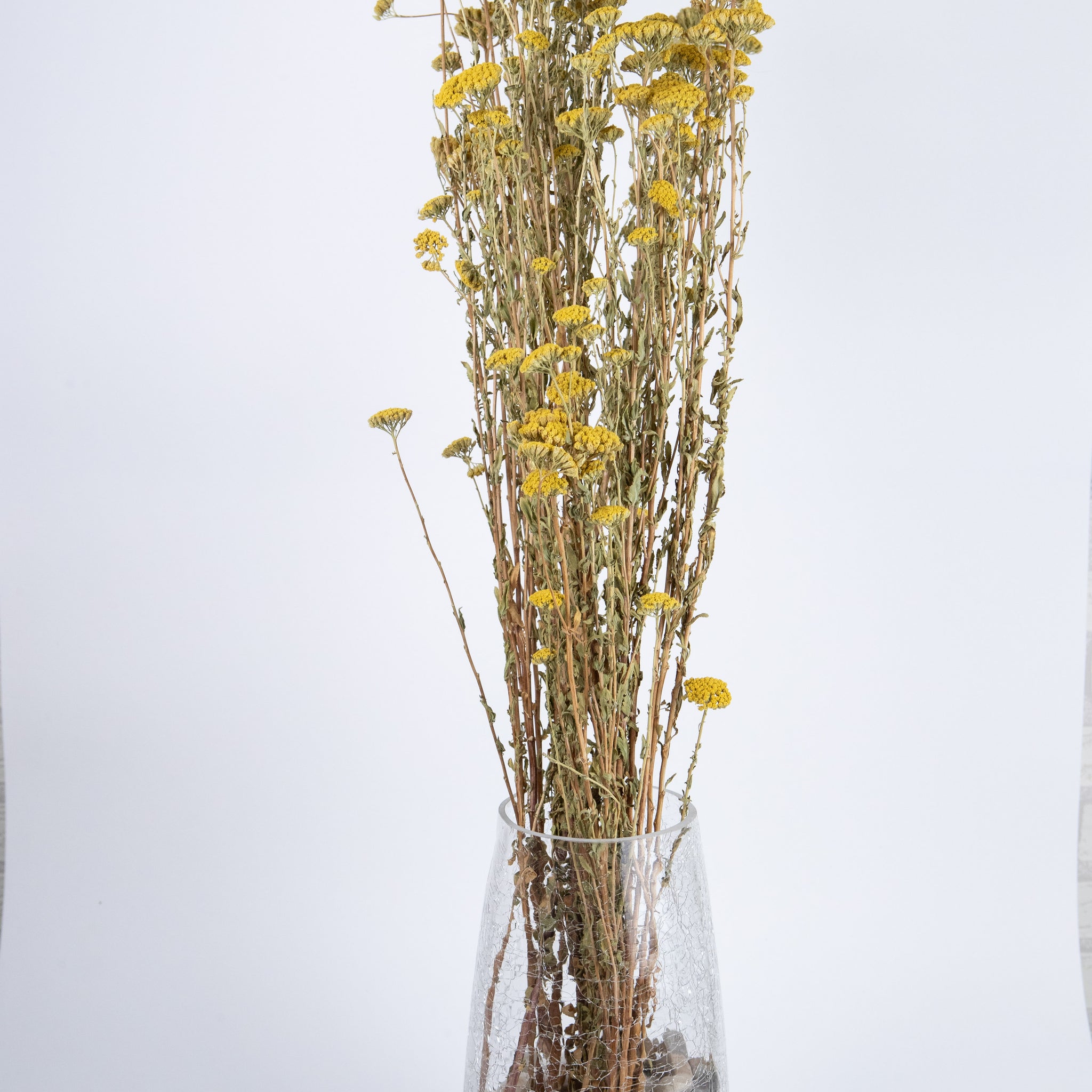 Achillea Silvestre Preservada Natural