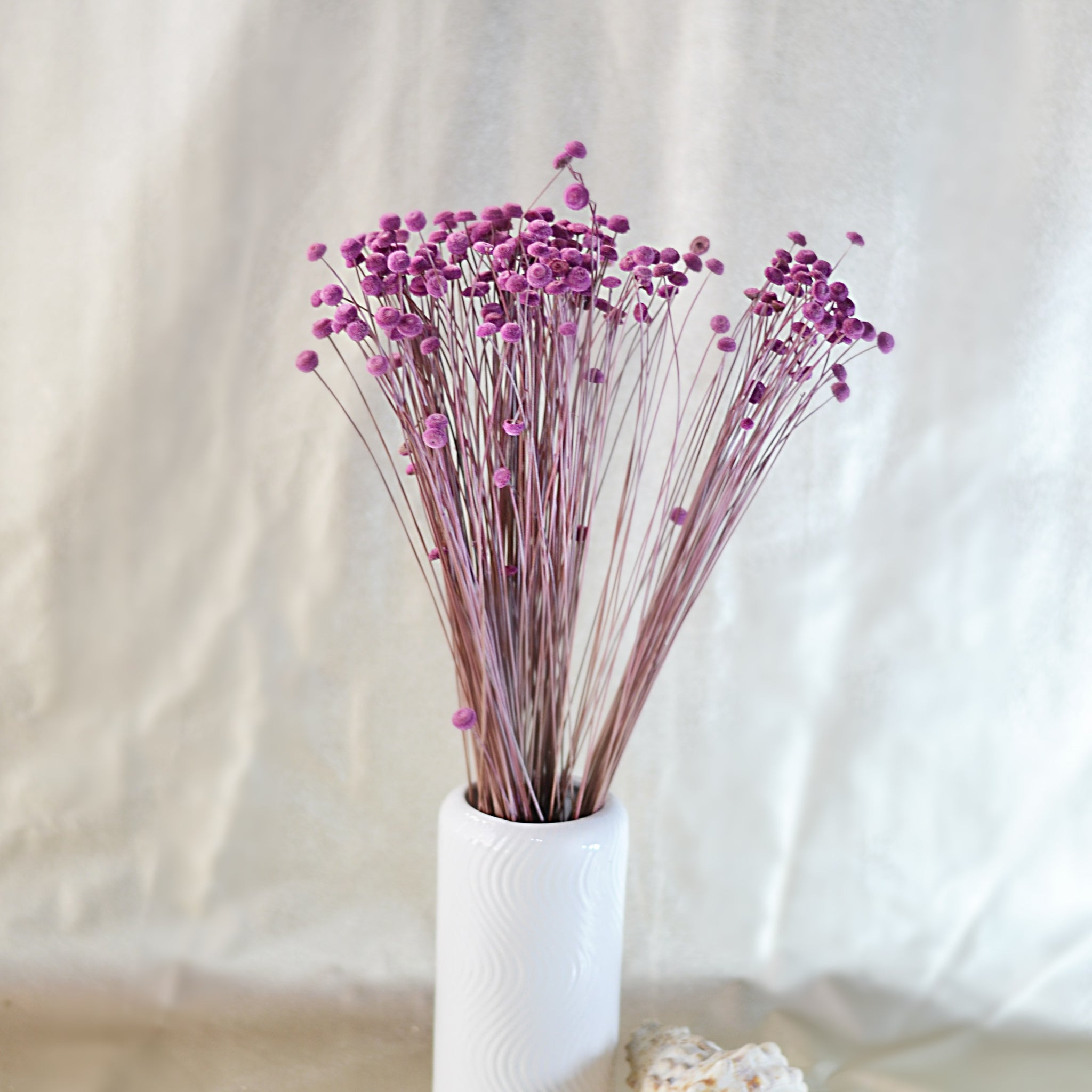 Brooms Blooms Morado