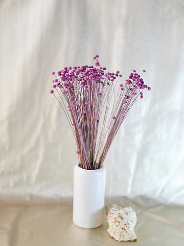 Brooms Blooms Morado