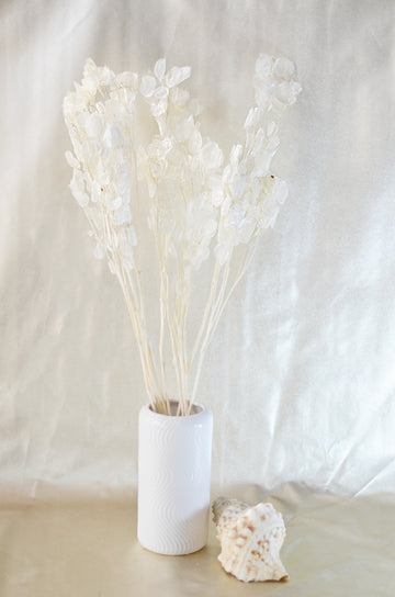 Lunaria Blanca