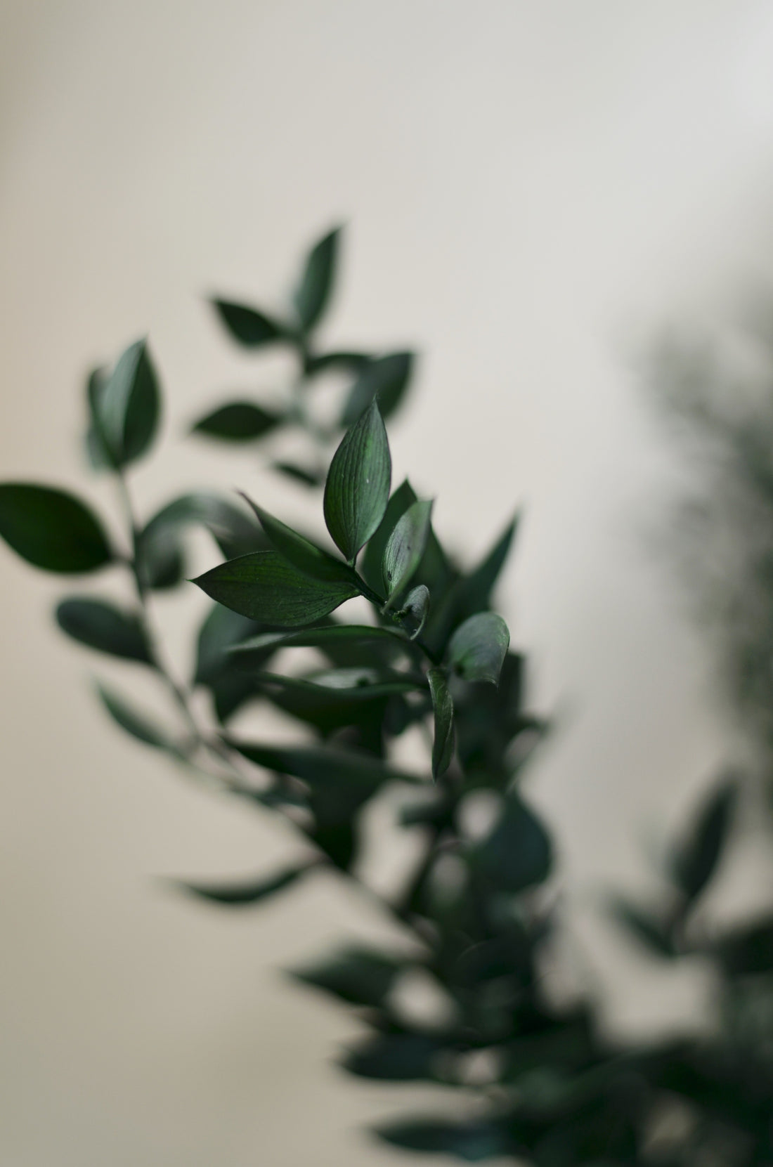 Ruscus Press Natural