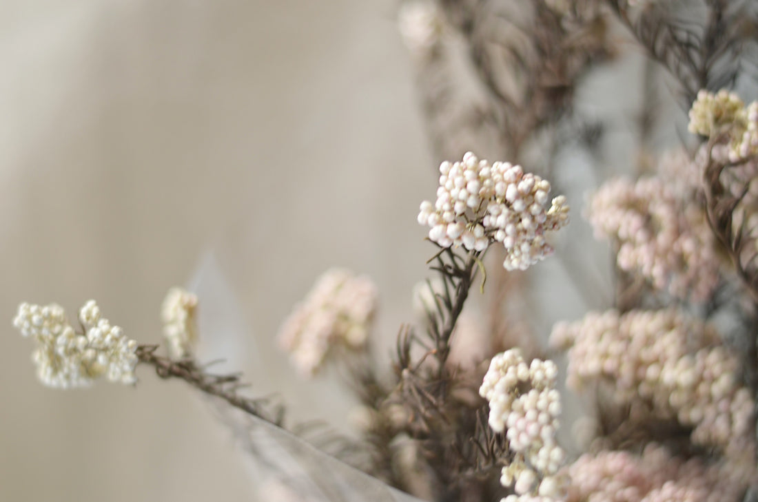Limonium Natural Pintado Rosa