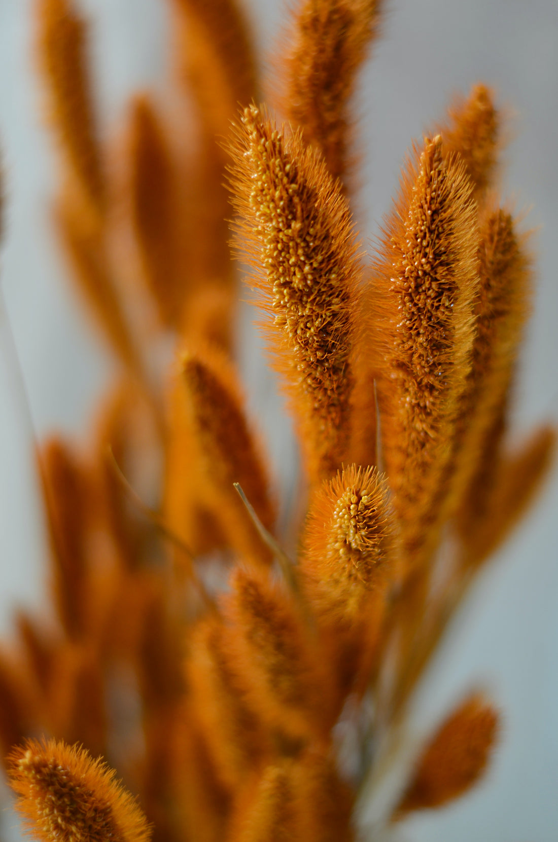 Setaria naranja