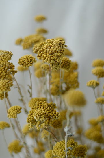 Achillea Seca Amarilla