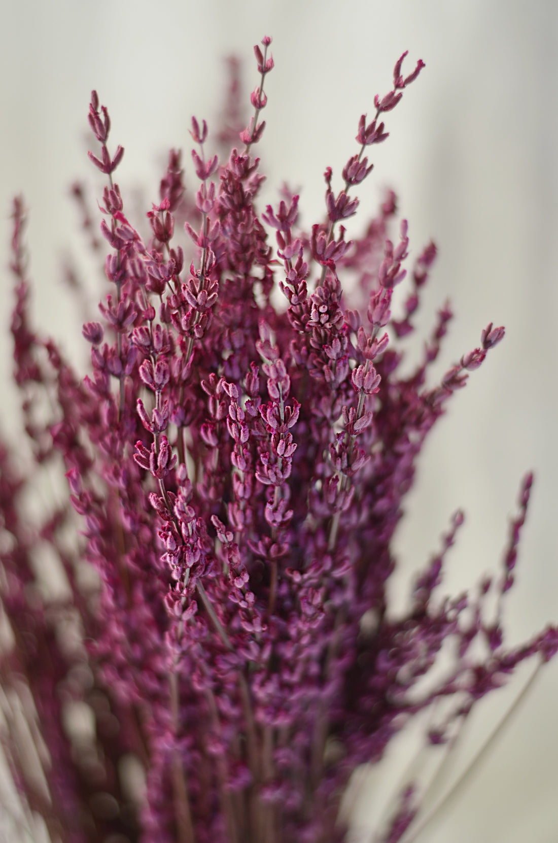 Brooms Blooms Morado