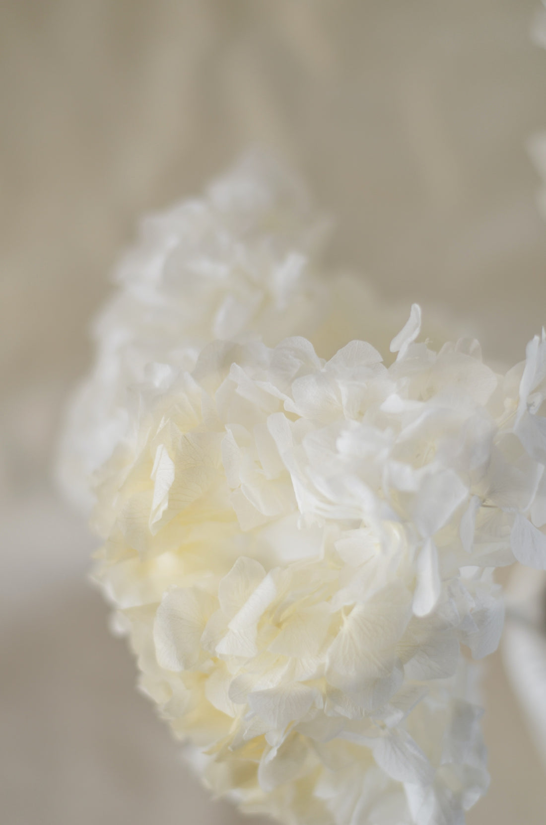 Hortensia Press Blanca