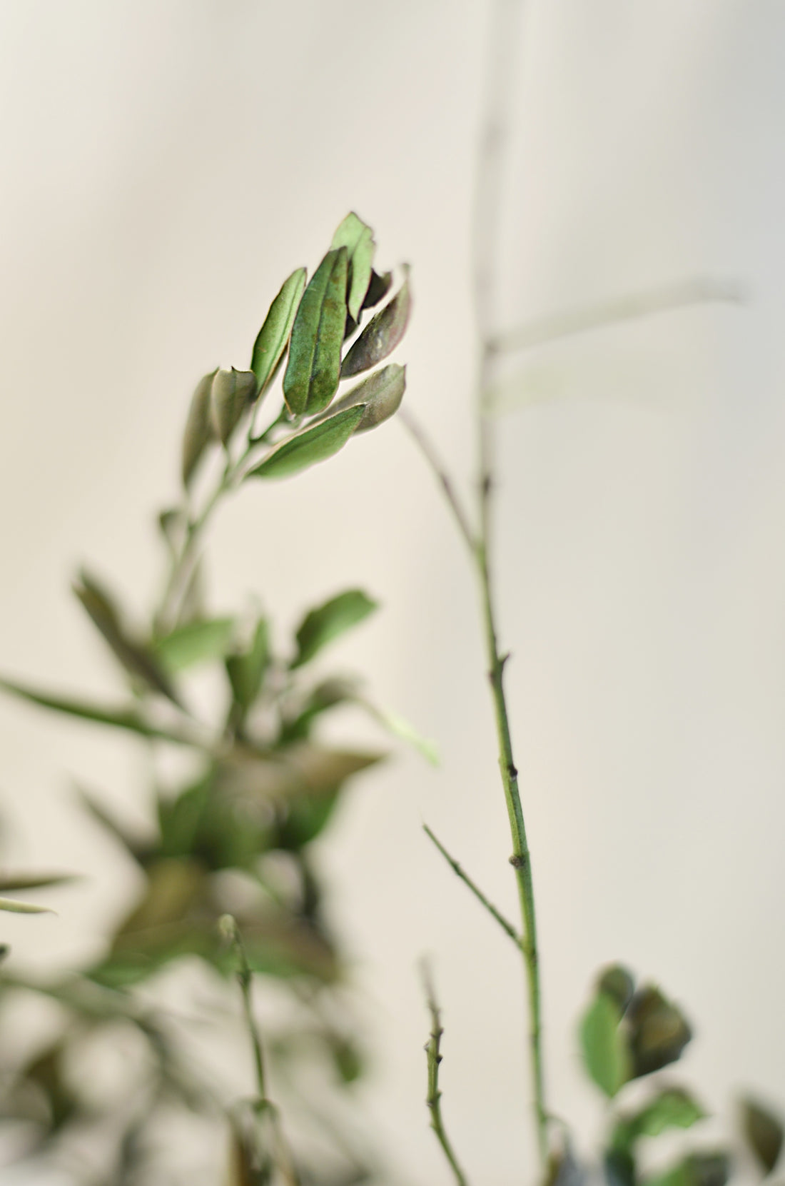 Ruscus Press Natural