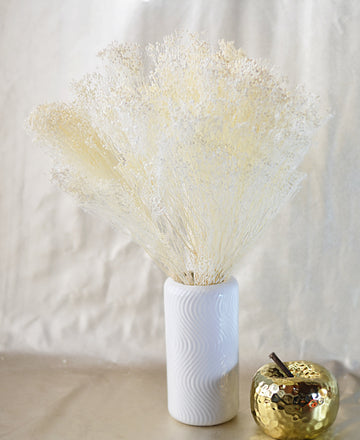 Brooms Blooms Blanco