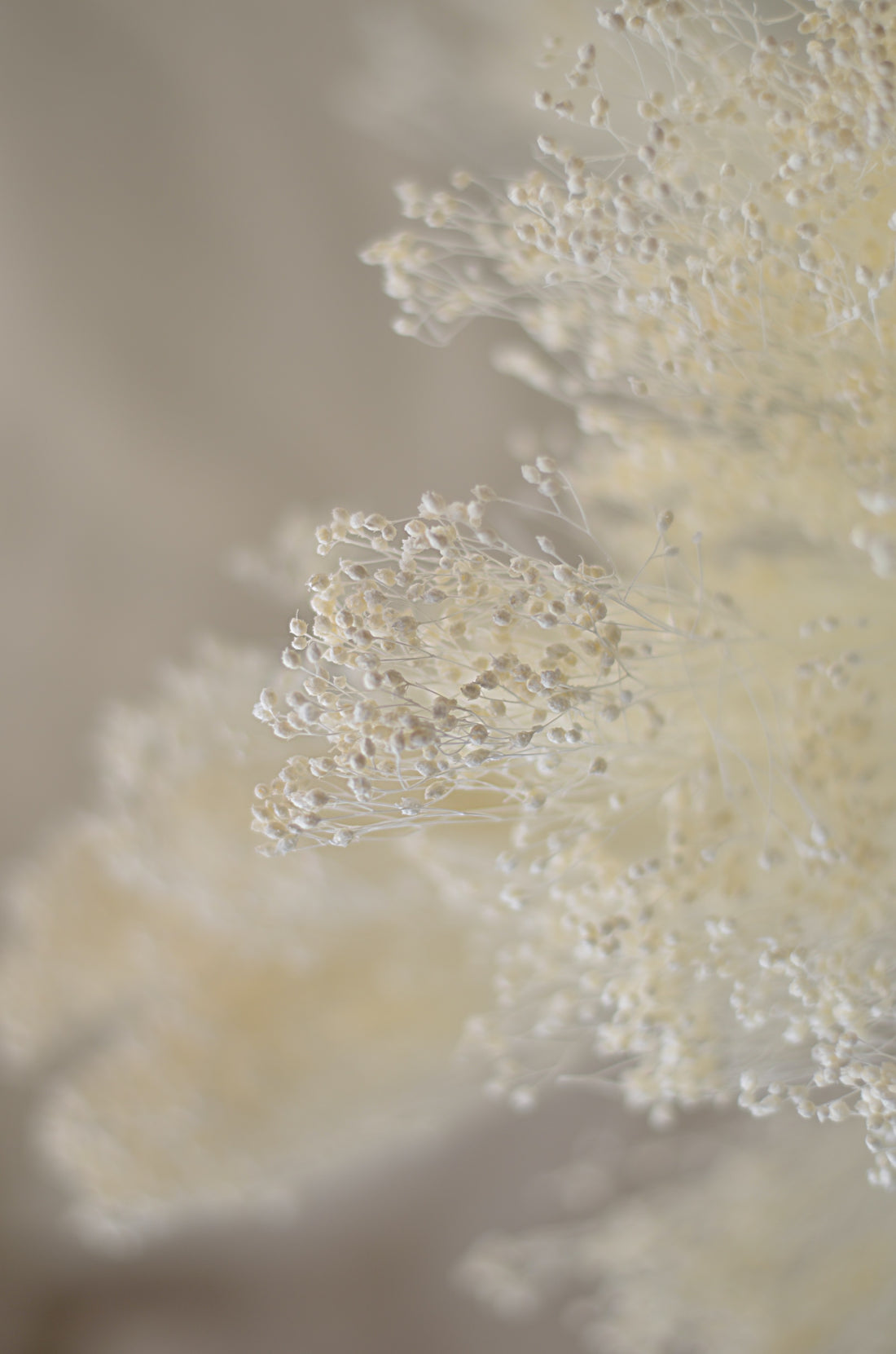 Brooms Blooms Blanco