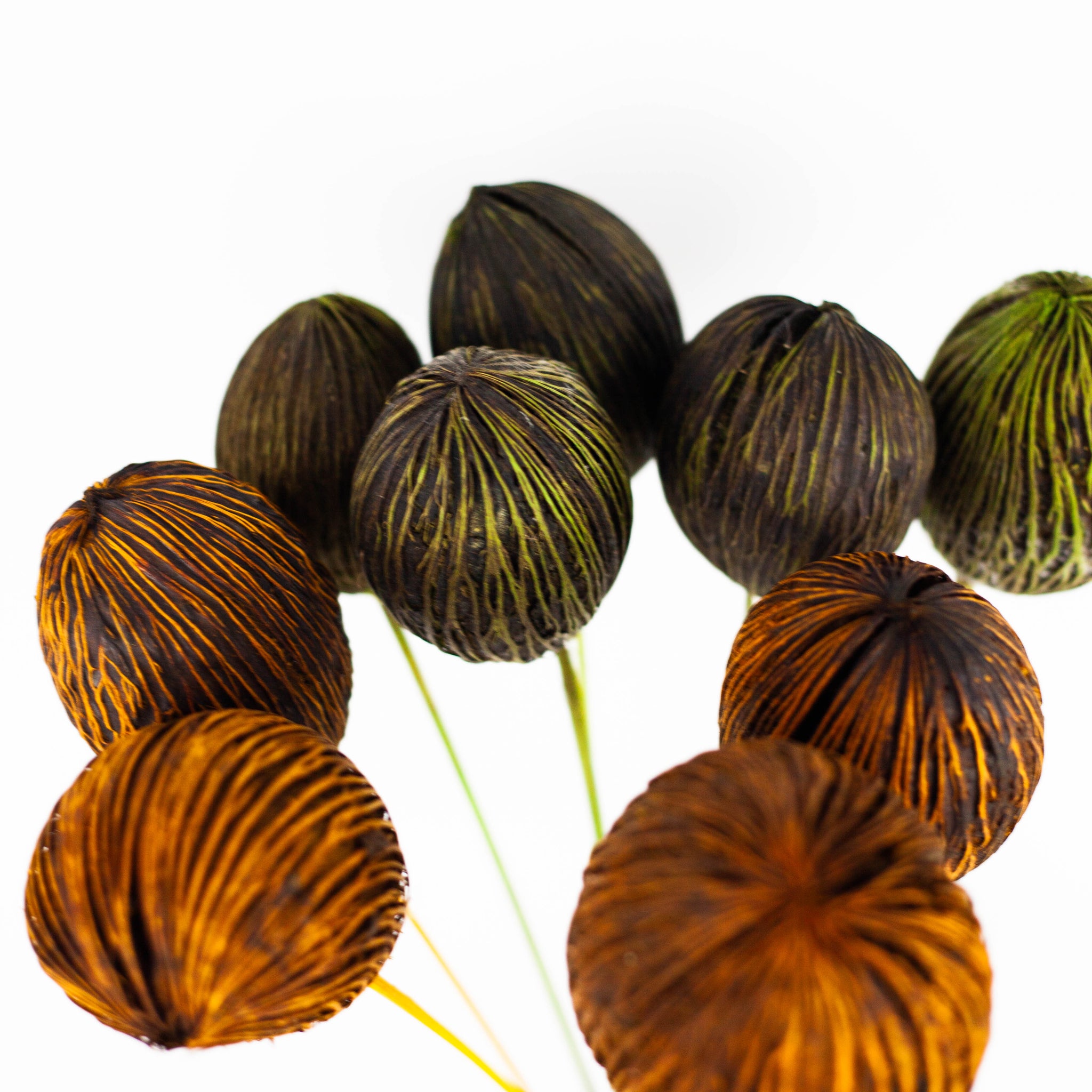 Mintola ball