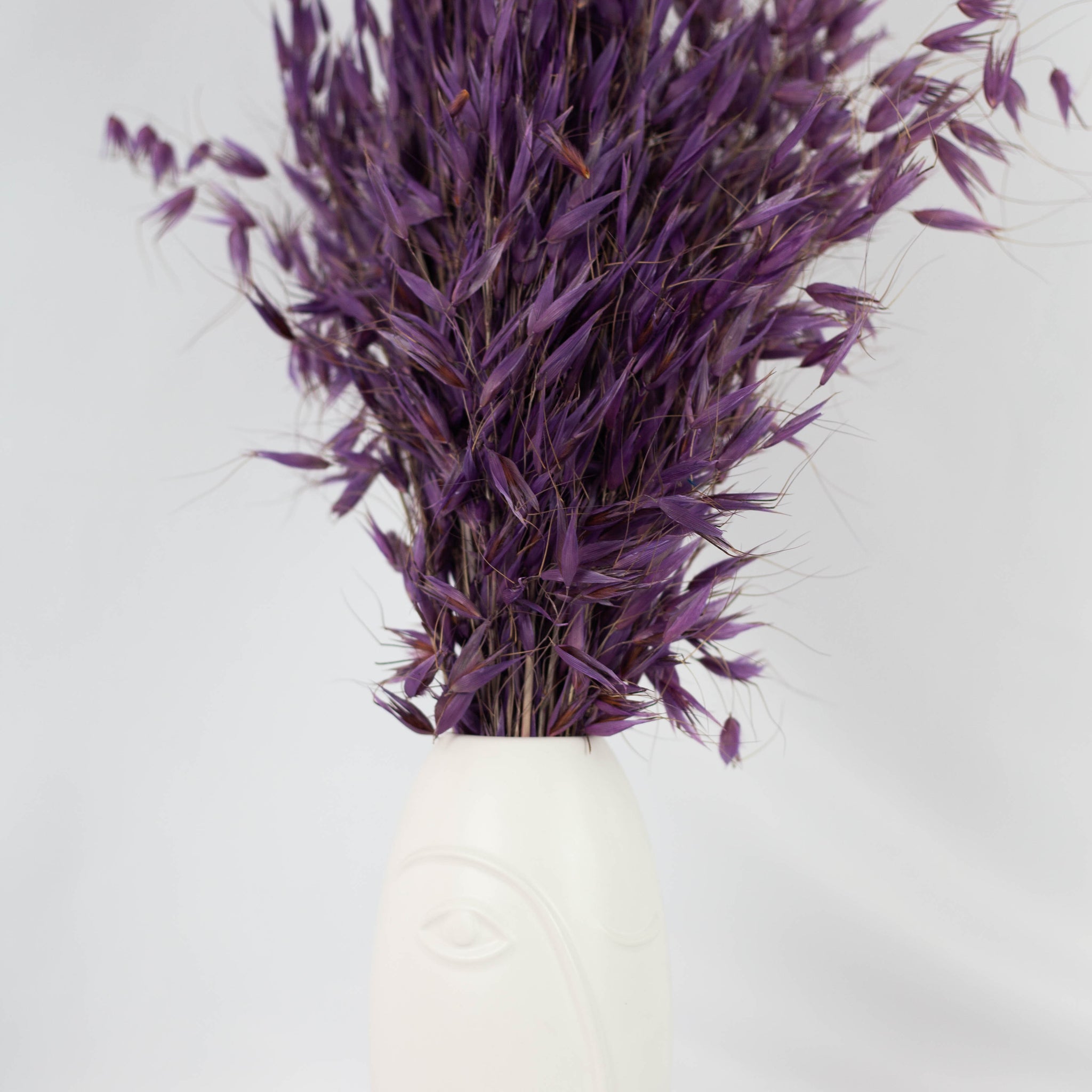 Avena Salvaje Morada