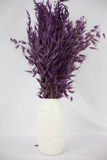 Avena Salvaje Morada