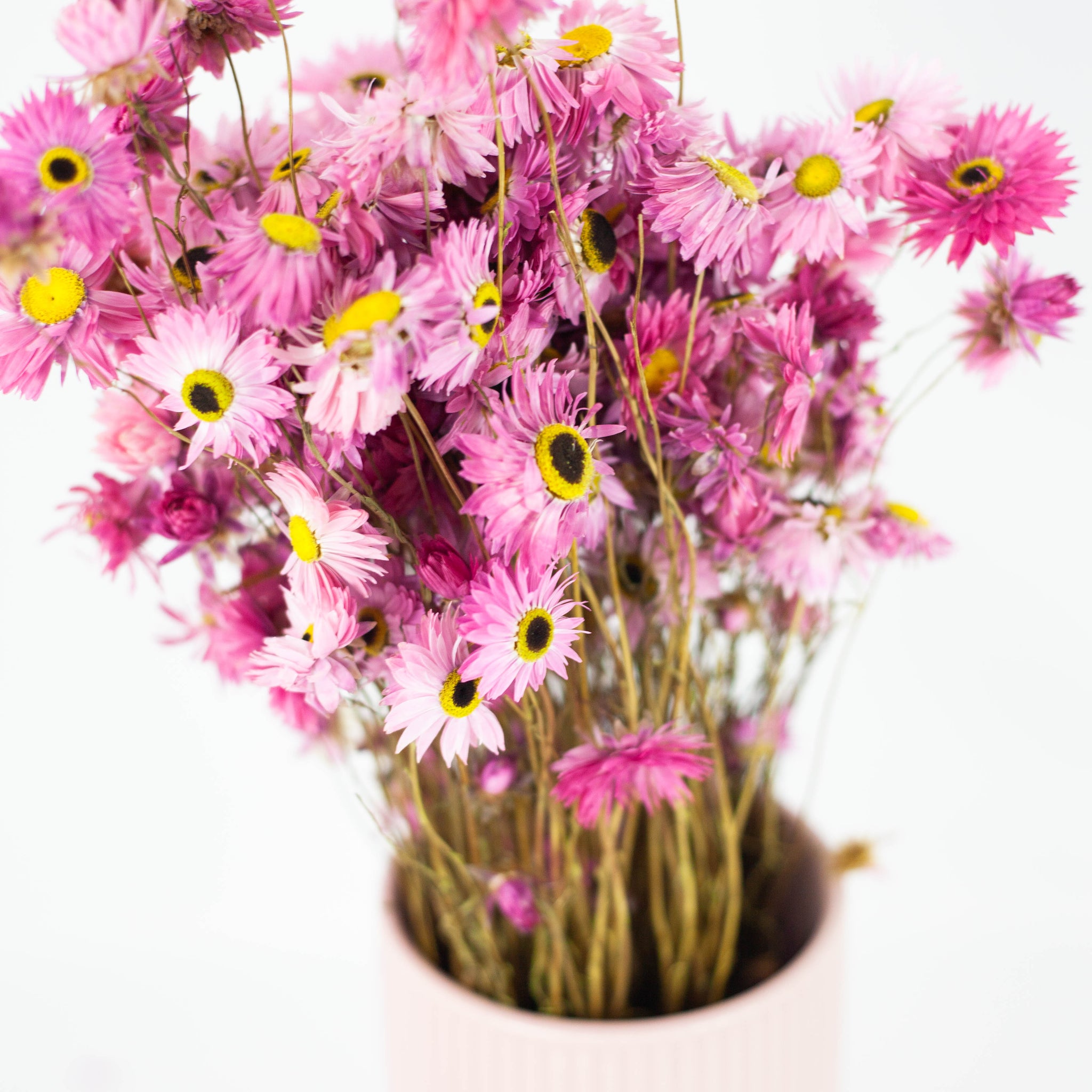 Acroclinium Rosa