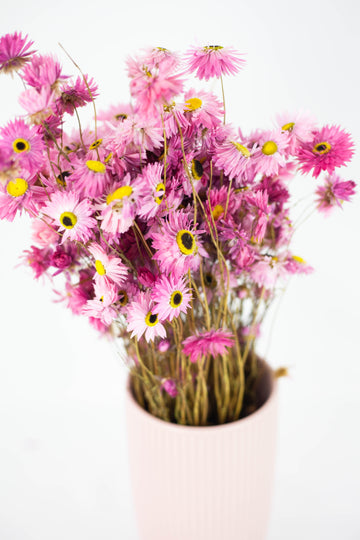 Acroclinium Rosa