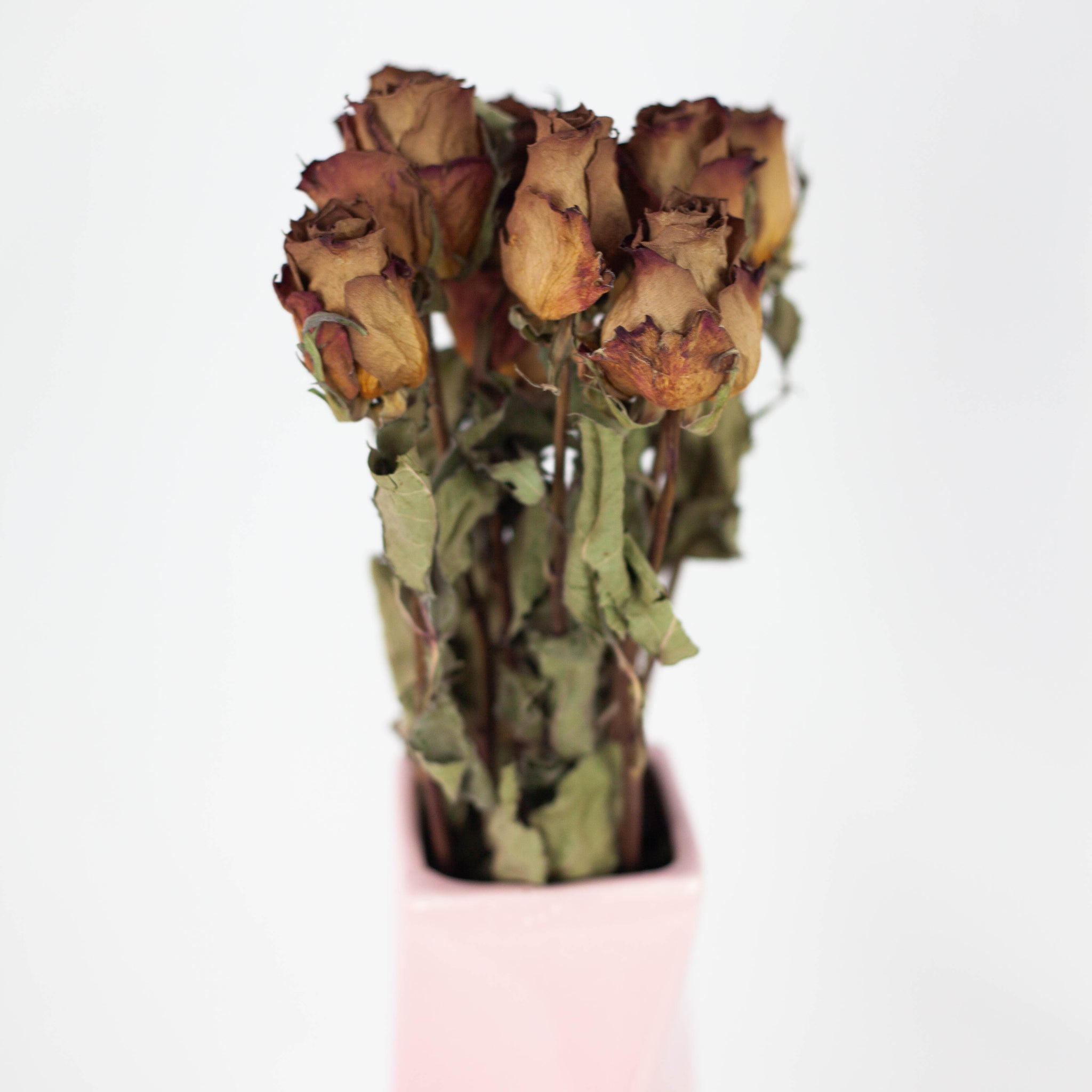 Rosa seca