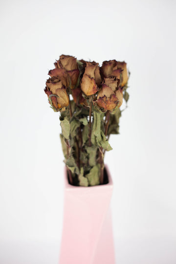 Rosa seca
