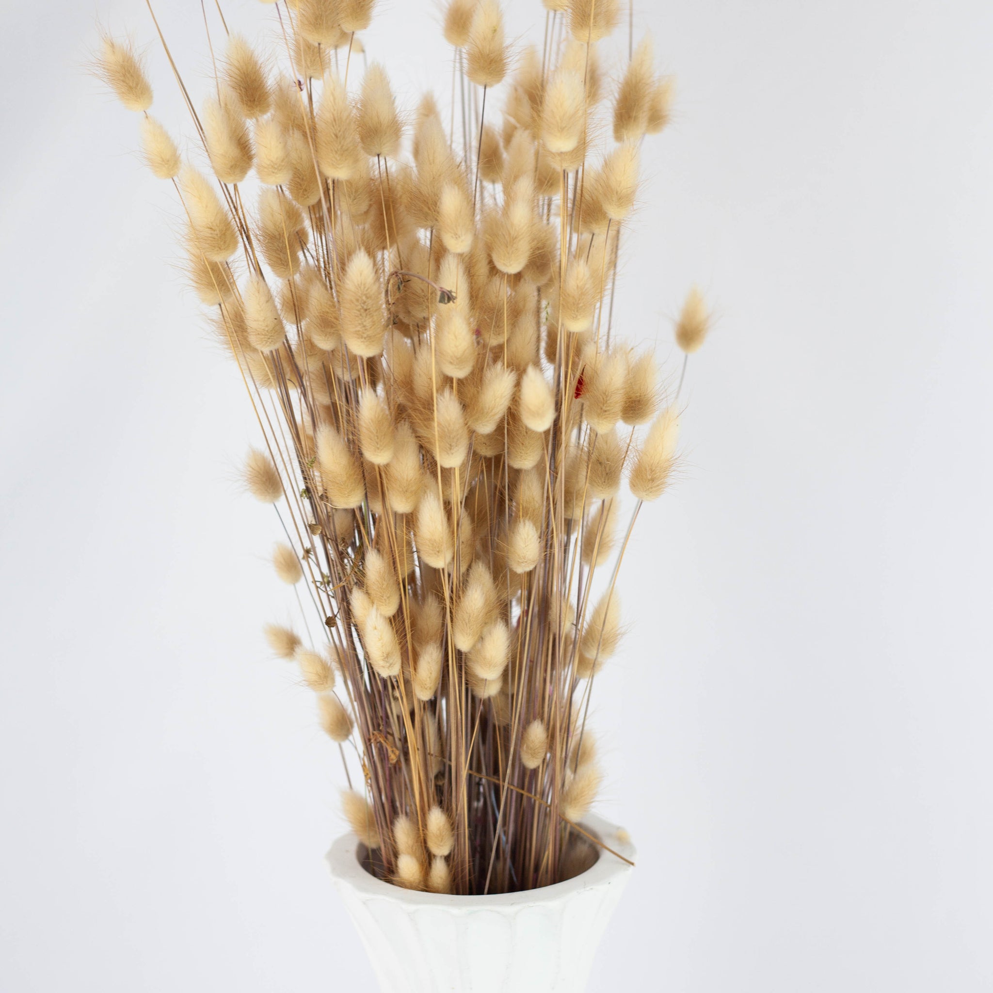 Lagurus Natural