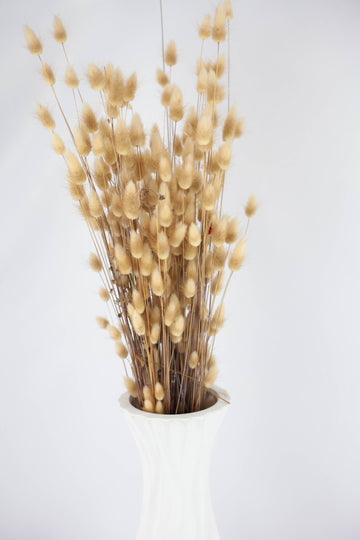 Lagurus Natural
