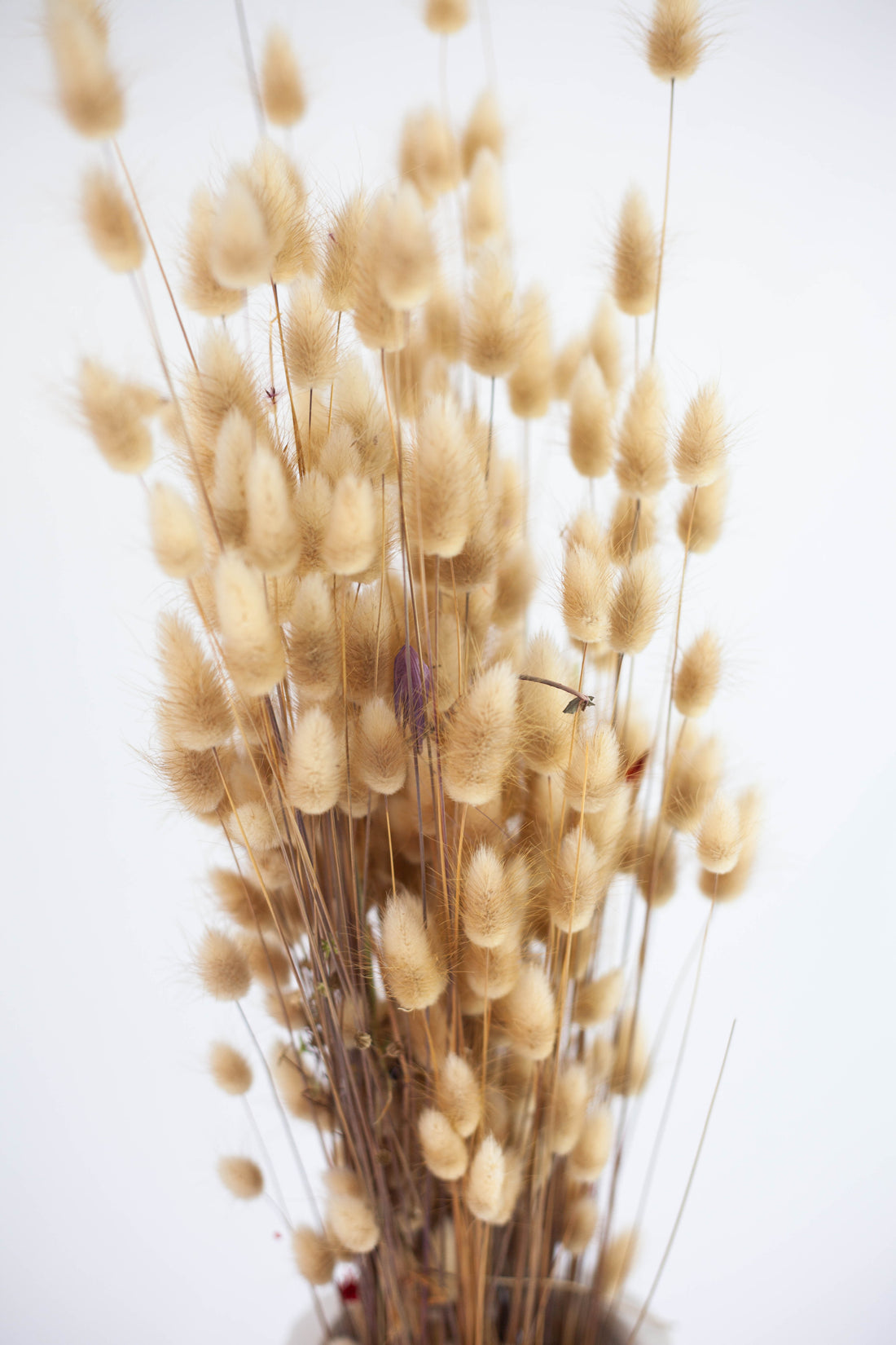 Lagurus Natural