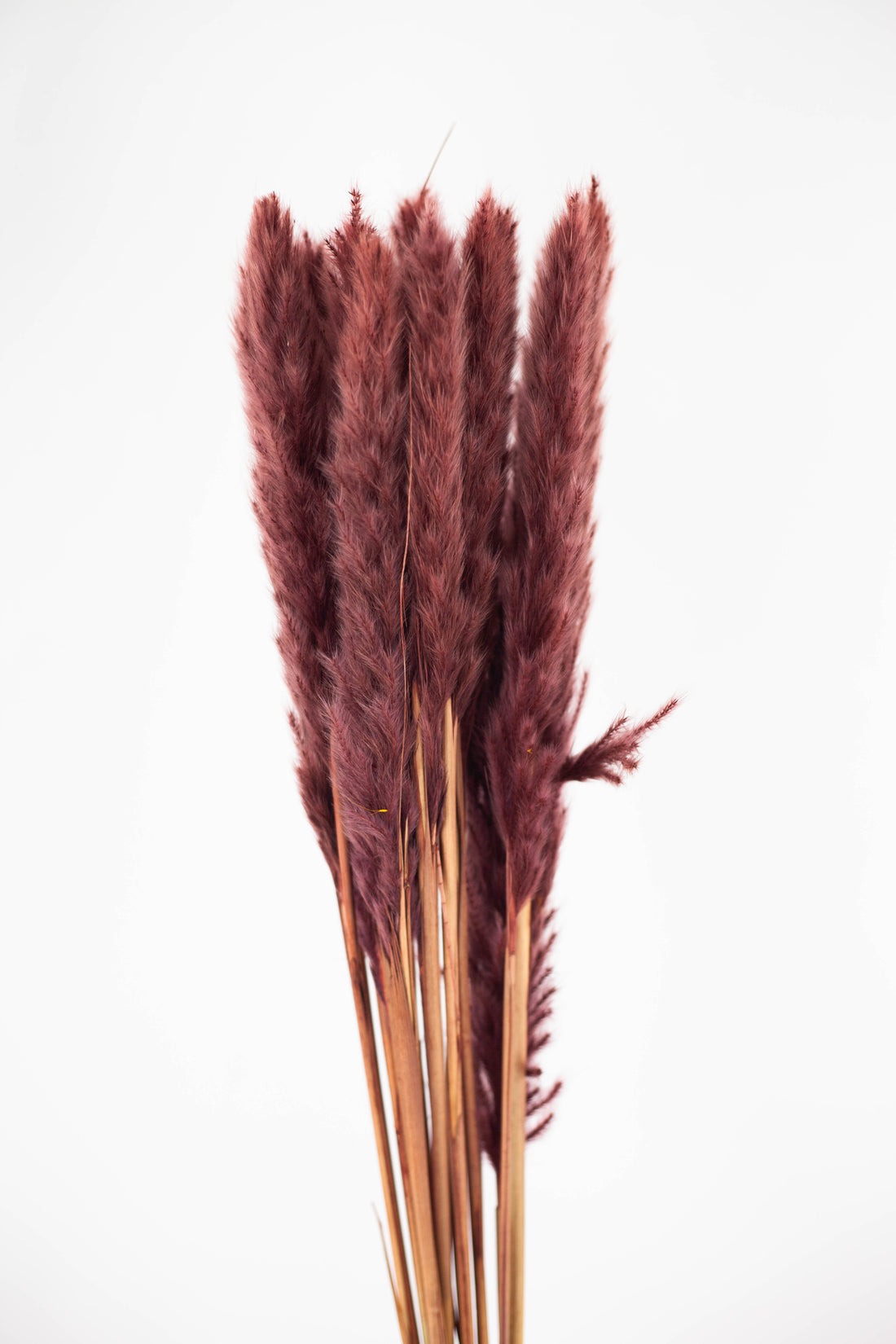 Pluma Decorativa Mini Marrón Oscuro