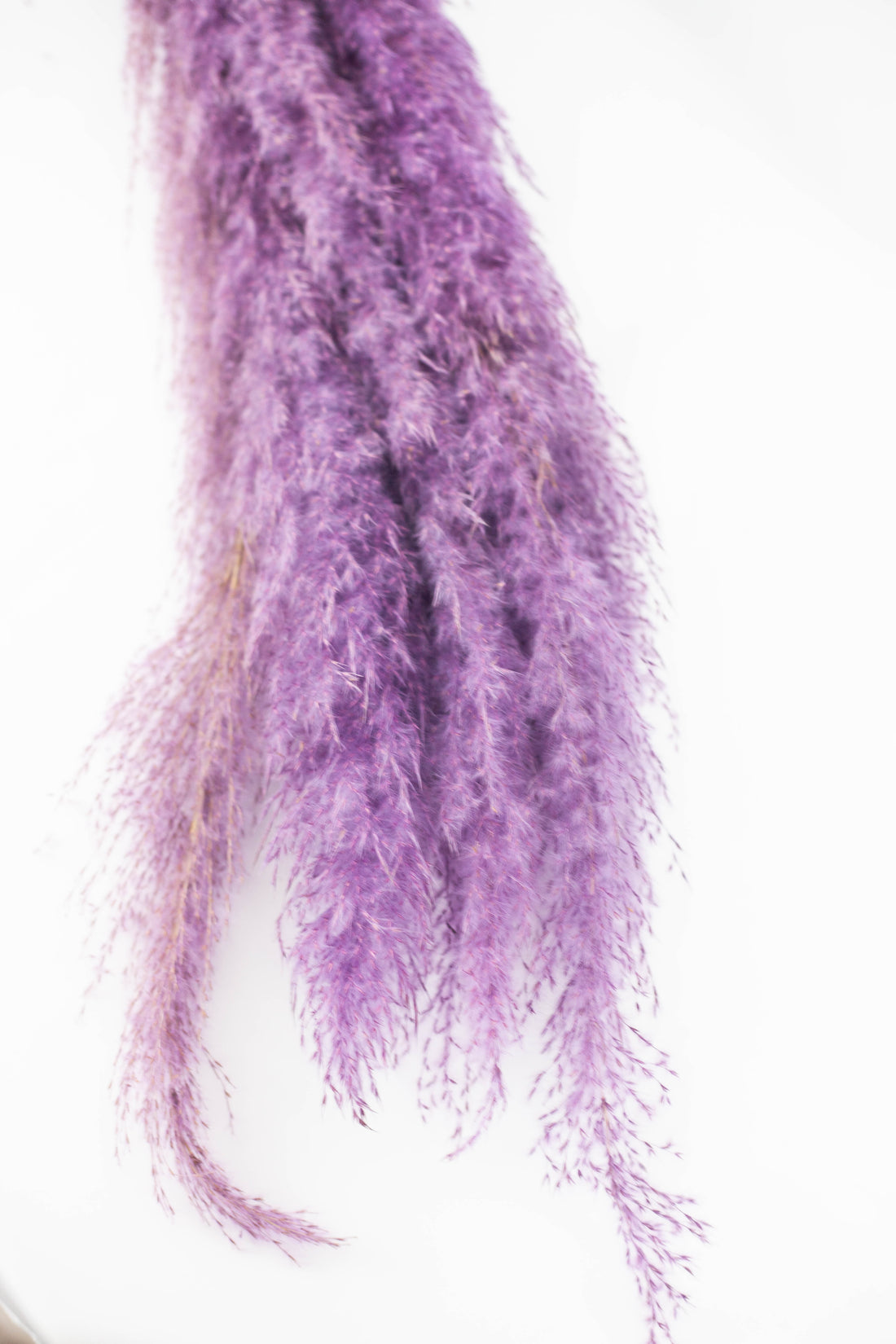 Pluma Decorativa Morada
