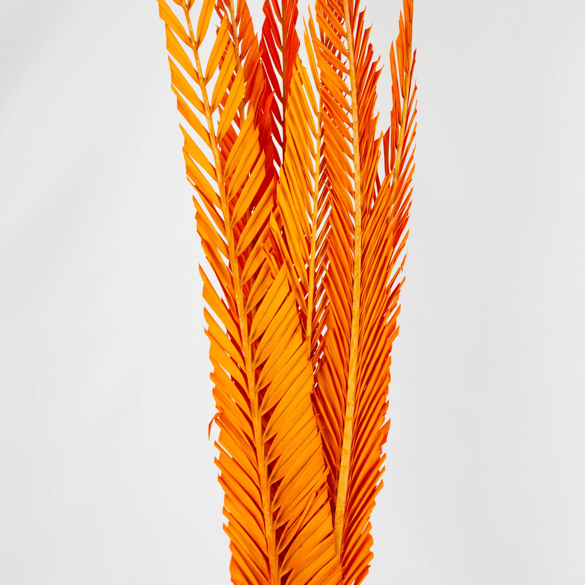 Hoja de Cyca Naranja