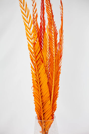 Hoja de Cyca Naranja