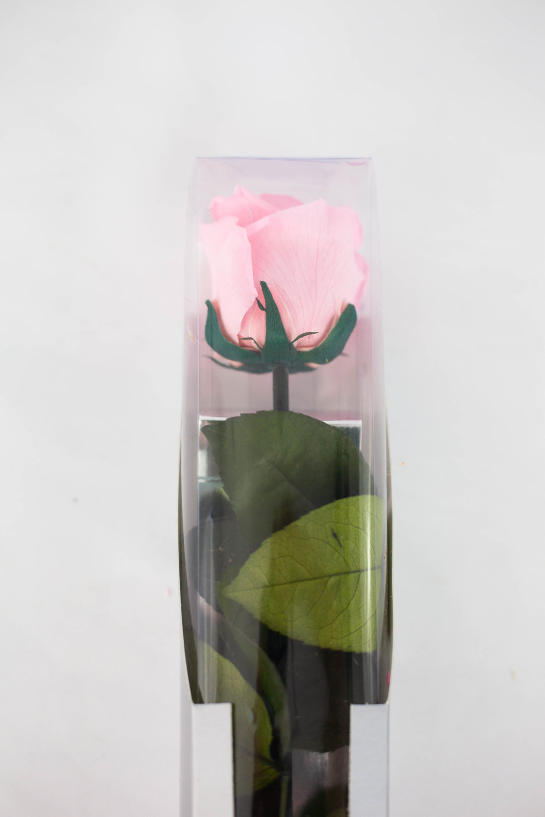 Rosas con tallo Kiara Rosa