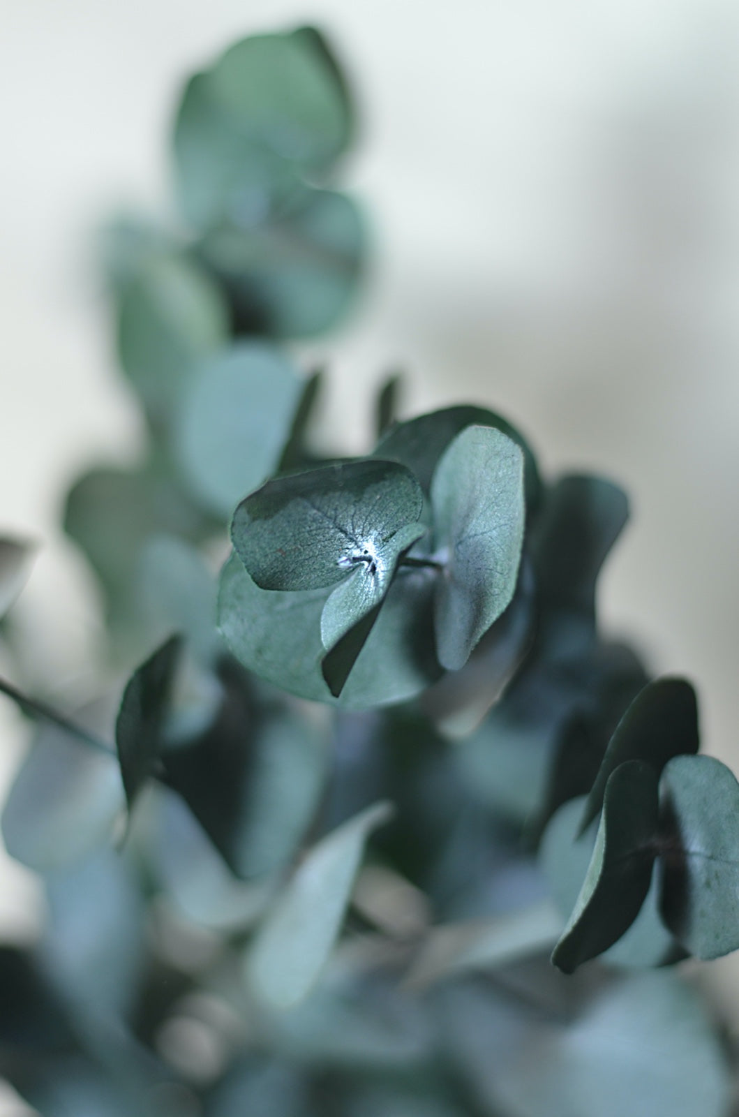 Eucalipto Cinerea Press Verde