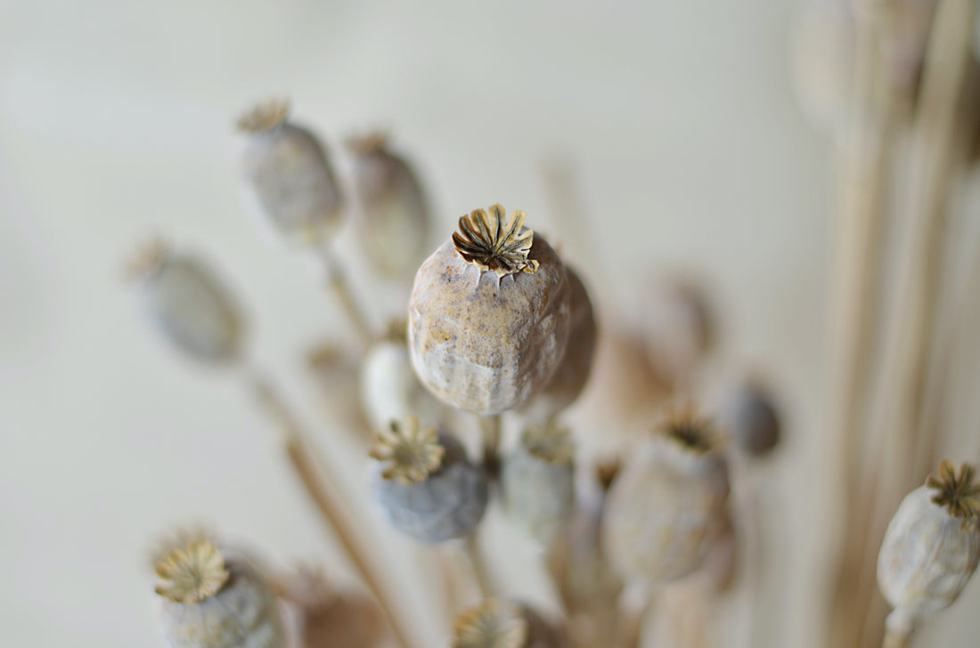 Papaver Press Blanco