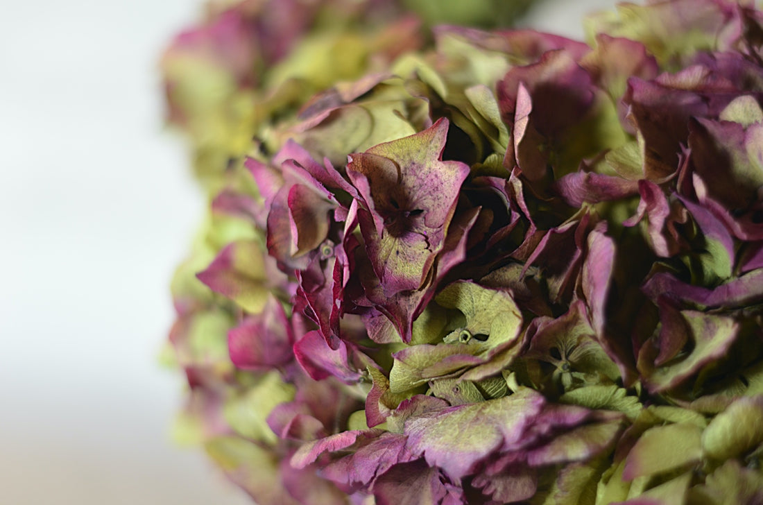 Hortensia Press Calidad 2 Natural y Morada