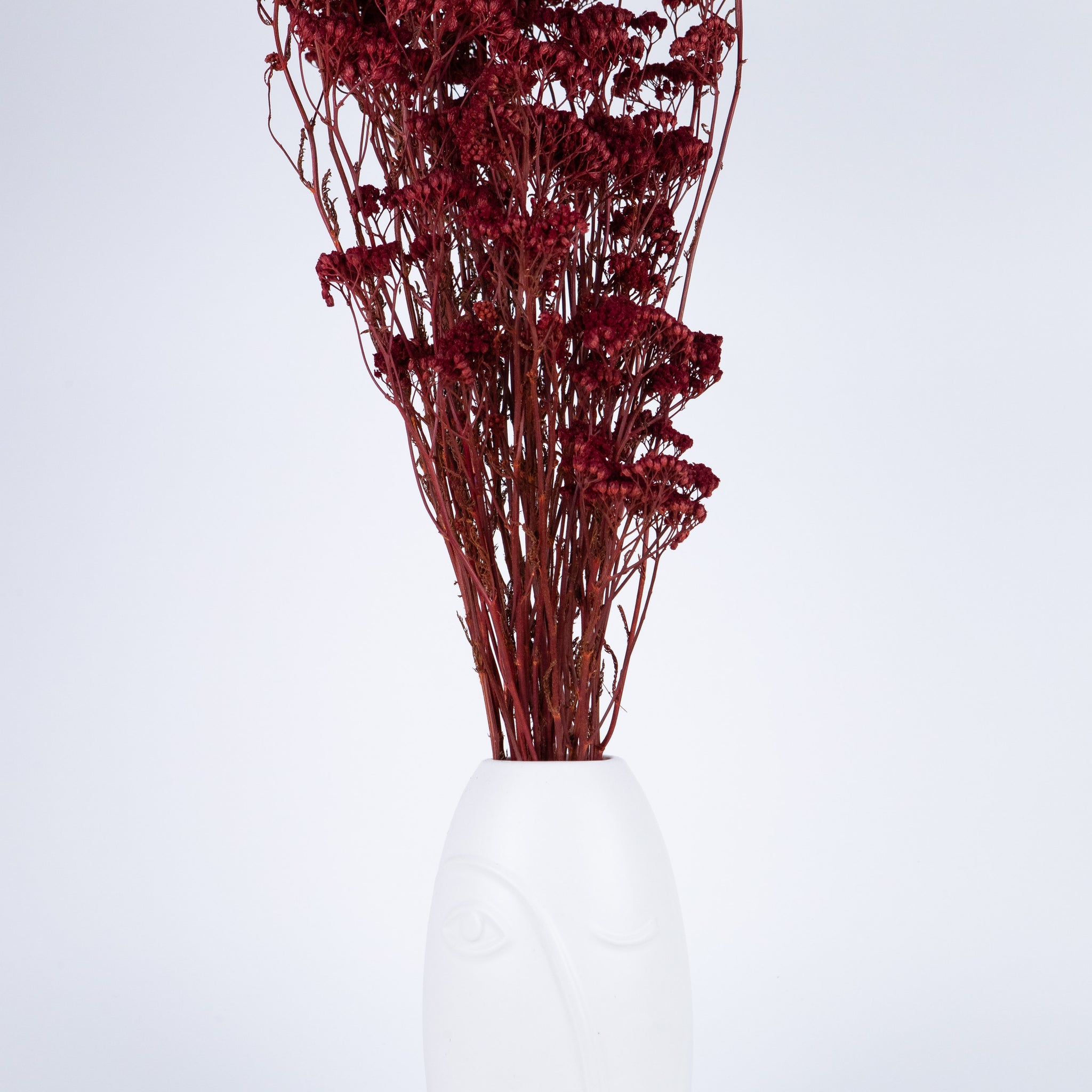 Achillea Silvestre Preservada Roja