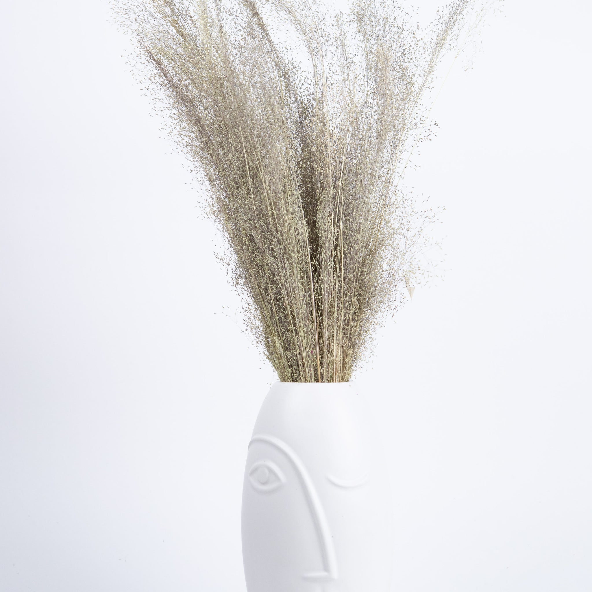 Agrostis Seco Natural
