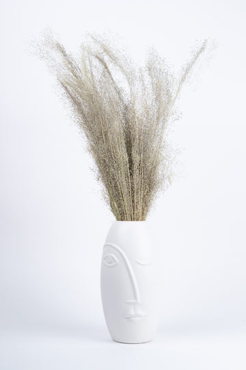 Agrostis Seco Natural