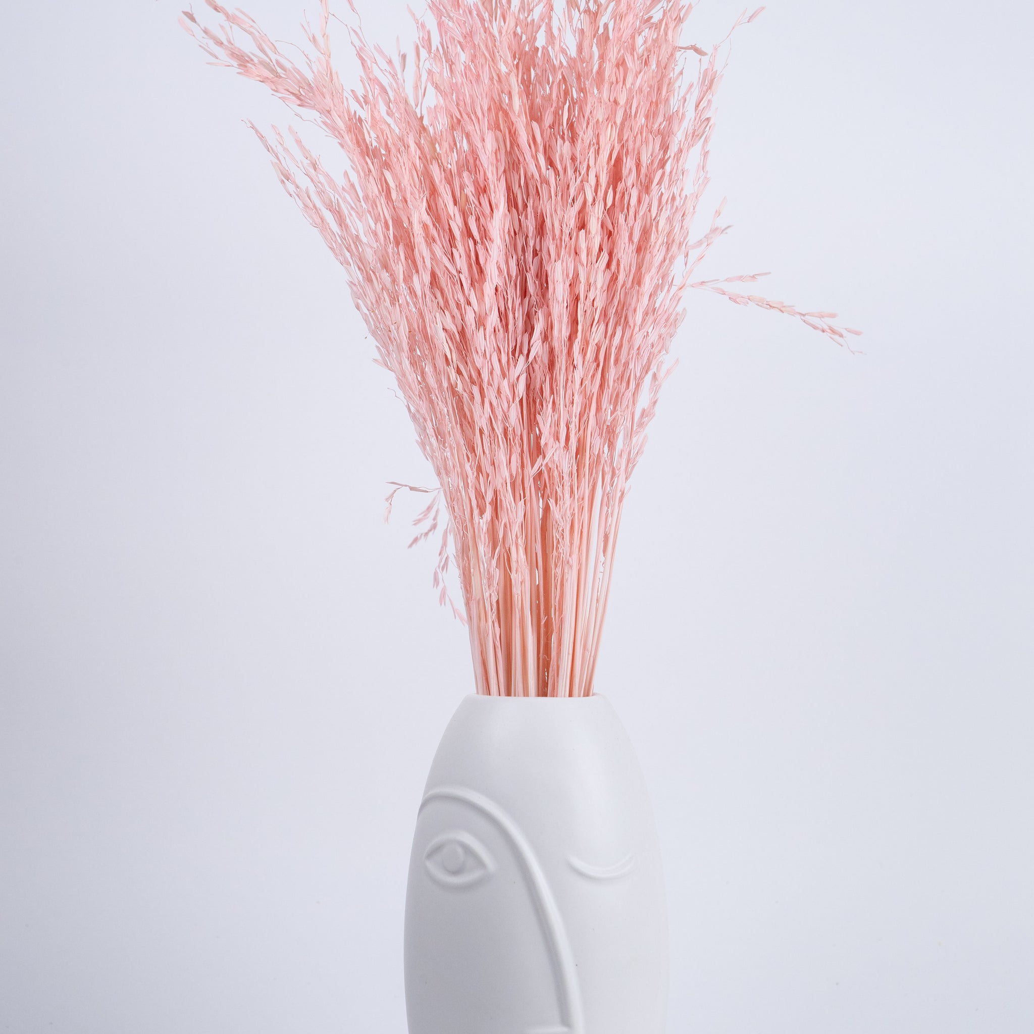 Oriza Preservada Rosa