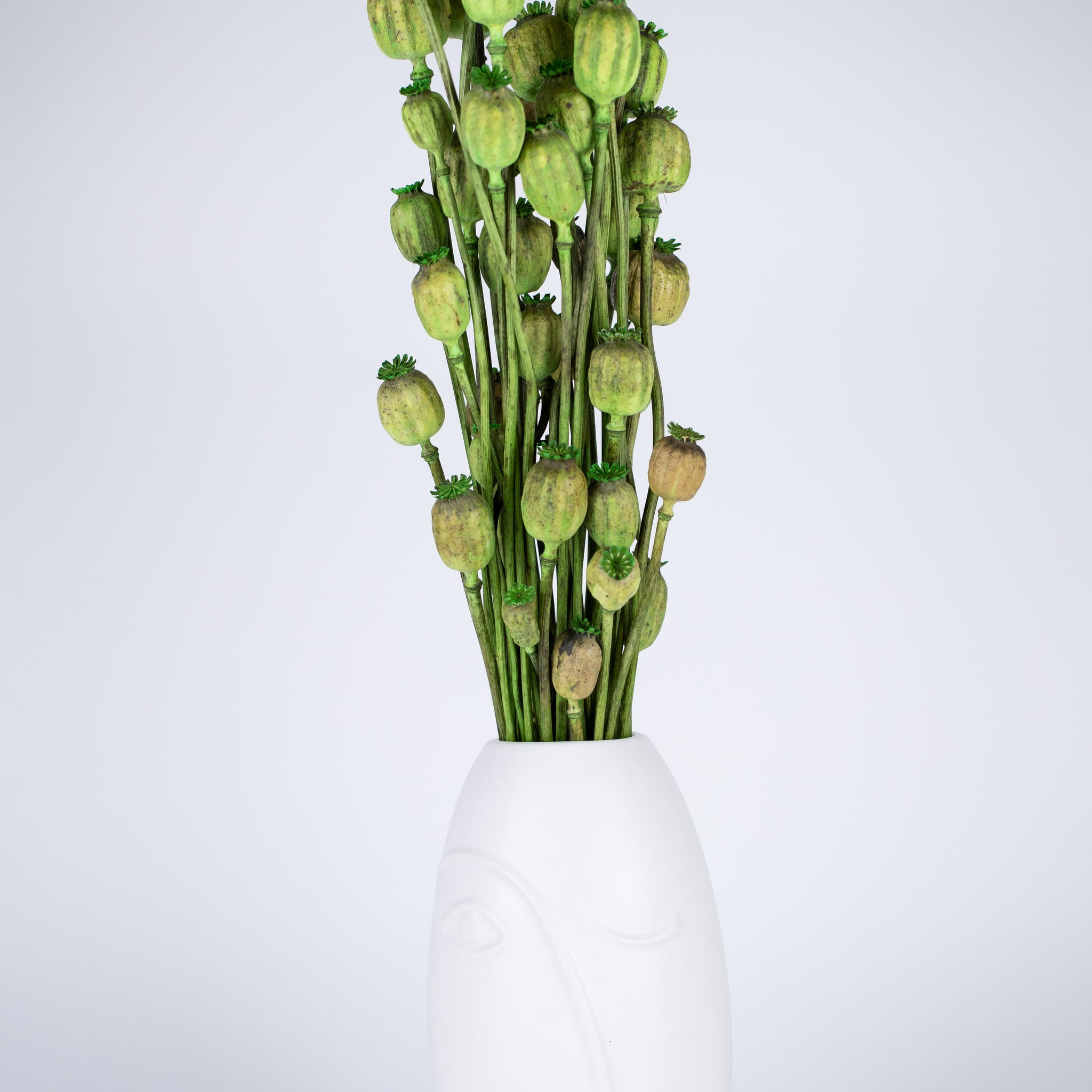Papaver Preservado Verde