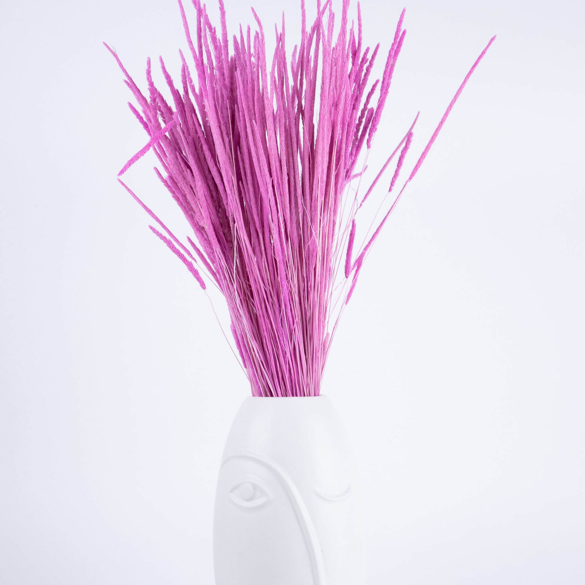 Phleum Preservado Fucsia