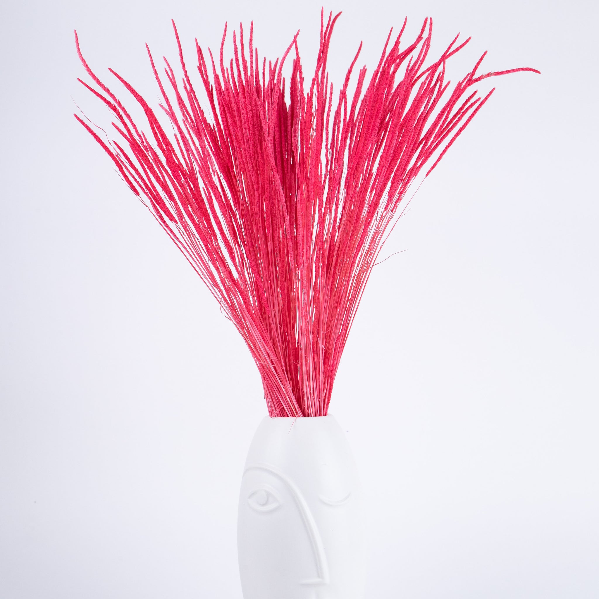 Phleum Preservado Rojo
