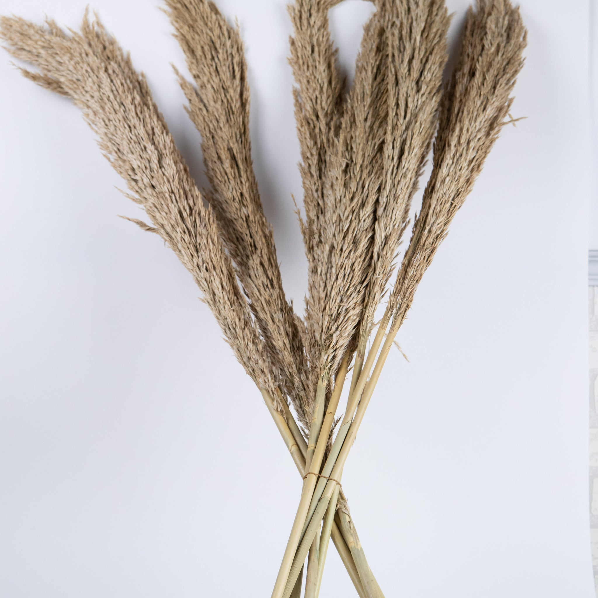 Pluma Natural Seca