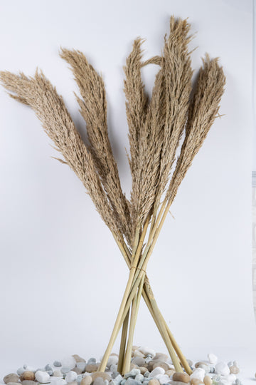 Pluma Natural Seca